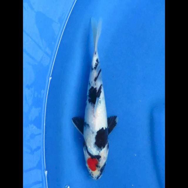 Tancho showa 26cm