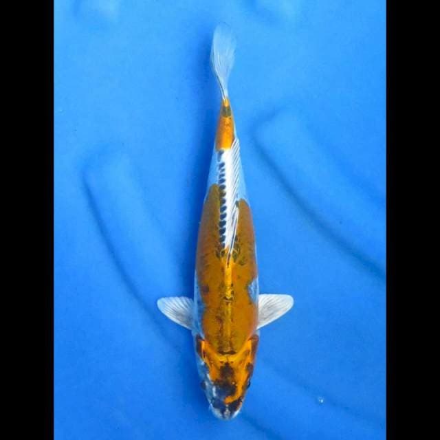Kikokuryu 27cm