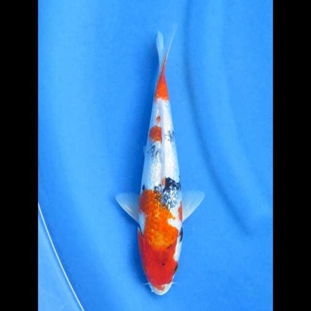 Showa ginrin 26cm