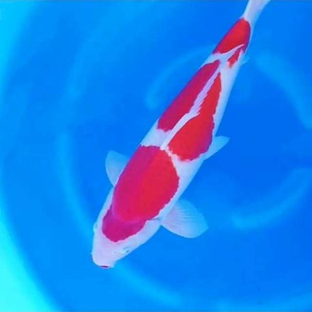 Good Kohaku