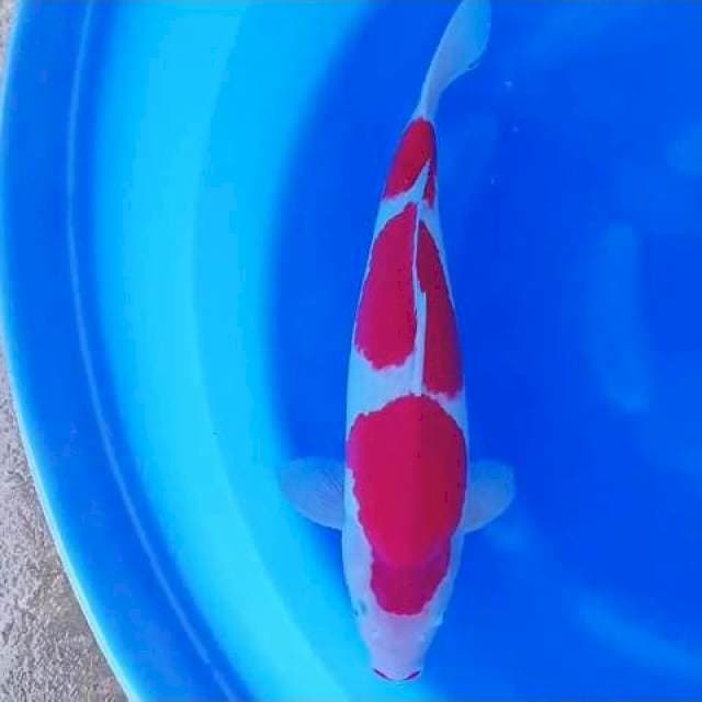 Good Kohaku