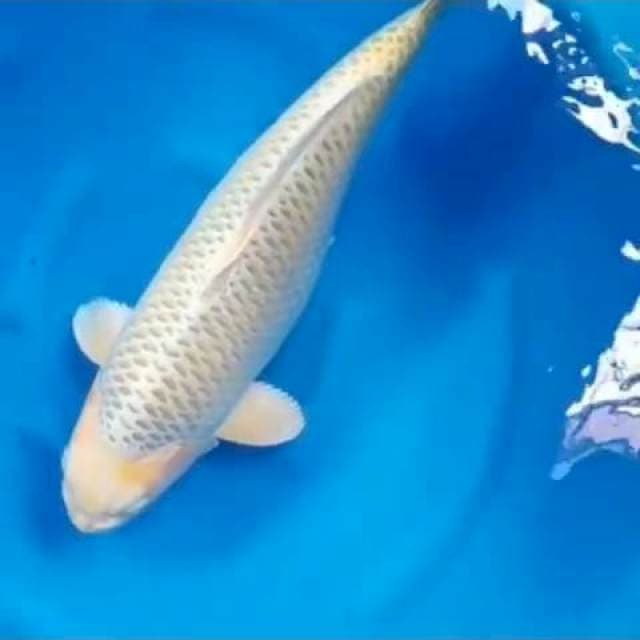 Good Ogon