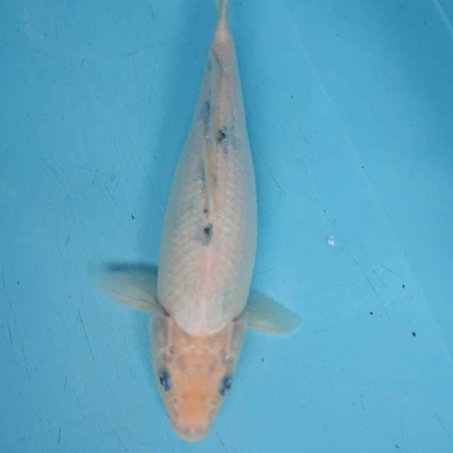 TATeGOI SHiRO 33 cm