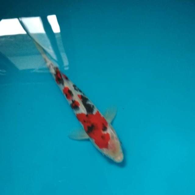 Sanke F1 - 25cm