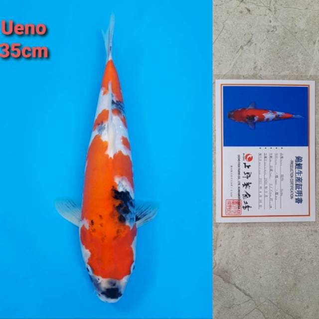 Ueno Showa Certi