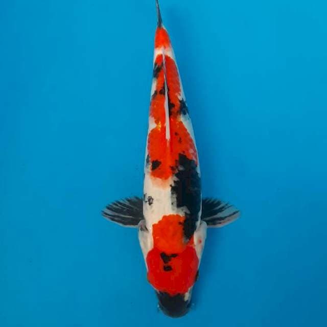 Showa sansoku