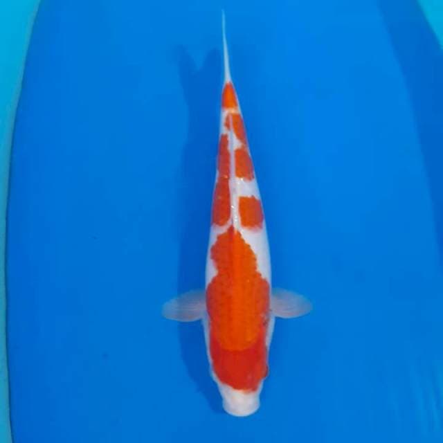 Kohaku