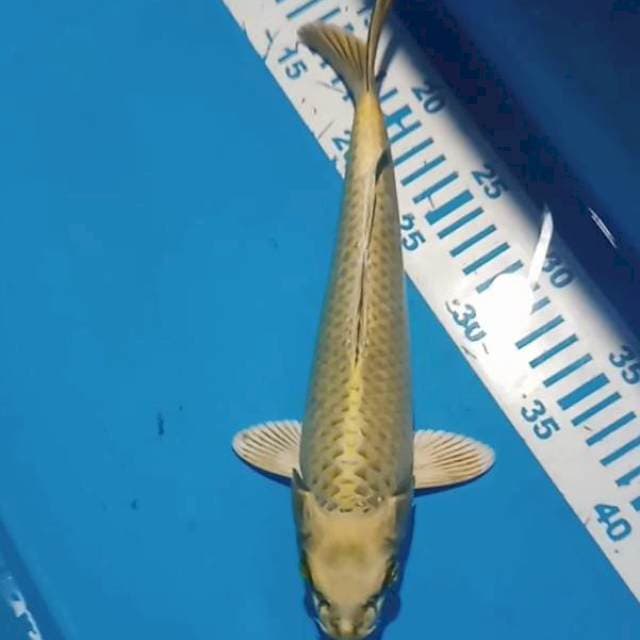 Mukashi 28 cm