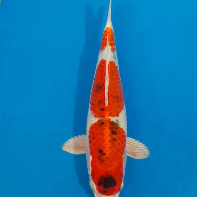 Kujaku