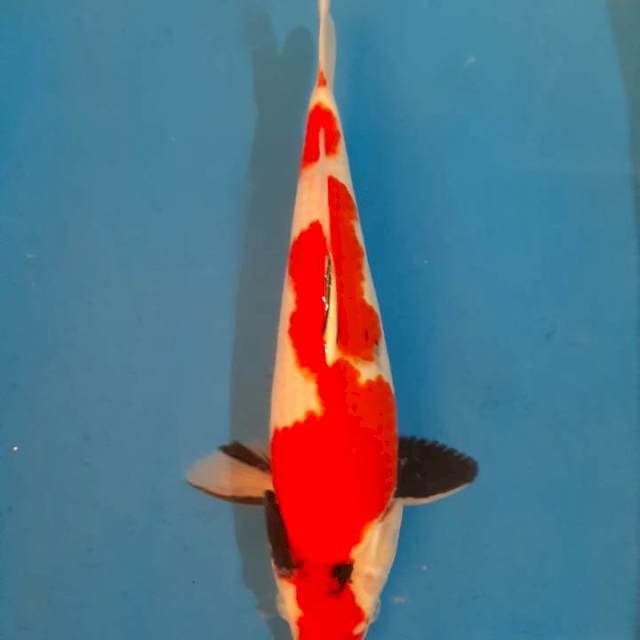 Showa sansoku