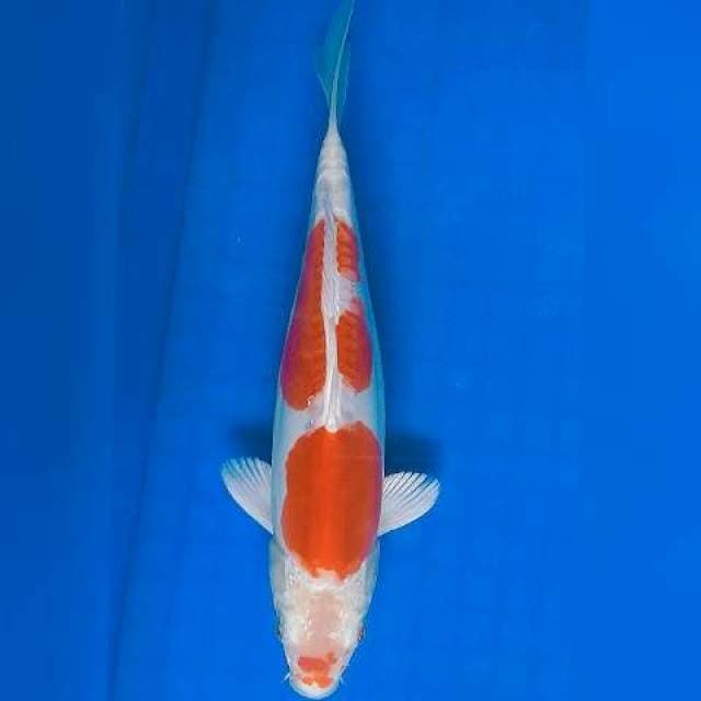 Kikushui 25cm