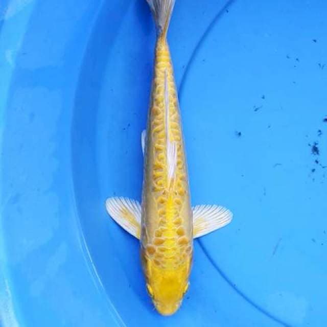 Yamabuki aragoke