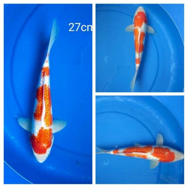 Kohaku Ginrin 27cm