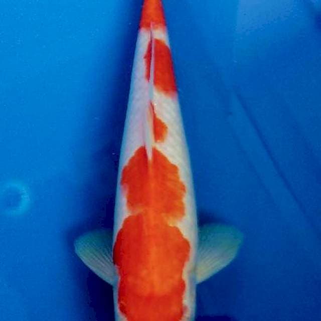 Kohaku 22cm