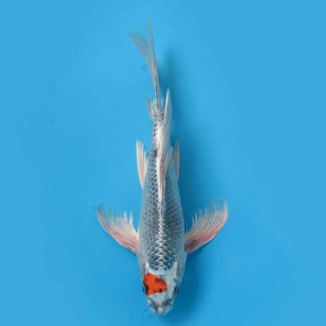 Tanco kumpay 33 cm