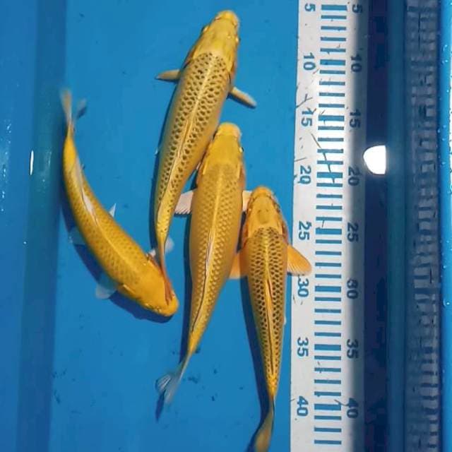 4 ekor 22-26 cm