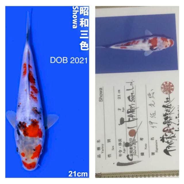 Showa 21cm Isa Koi Farm