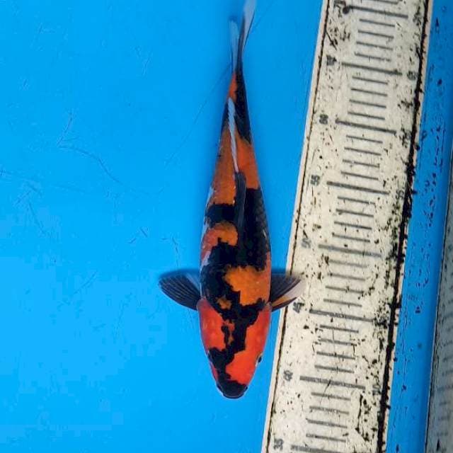 Hi showa 29 cm
