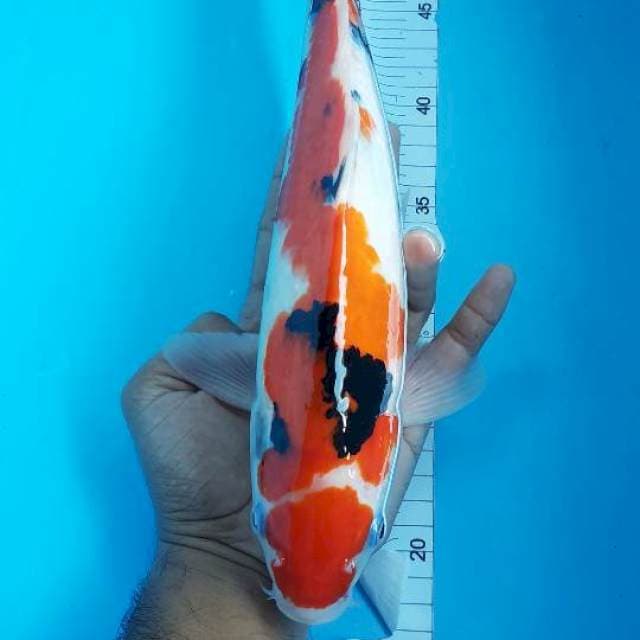 Sanke 35cm jantan