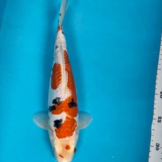 Doitsu sanke 31cm body jos