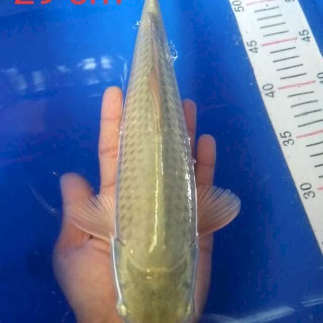 Soragoi 29 cm