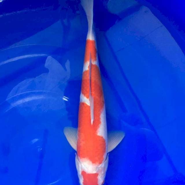 Kohaku Maruten - 34,cm