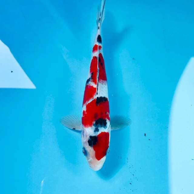 Sanke, 20 cm