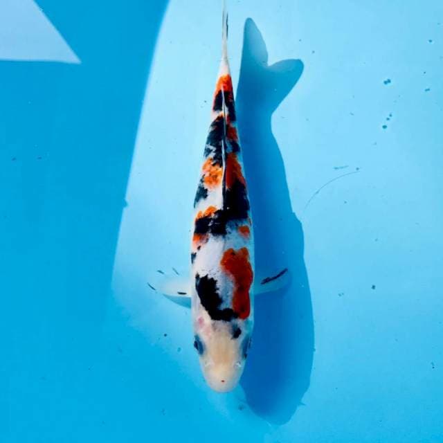 Rare goromo sanke, 20 cm