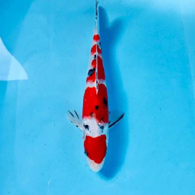 Sanke, 22 cm