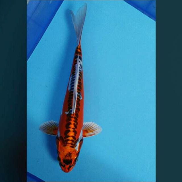 Kujaku doit 31cm