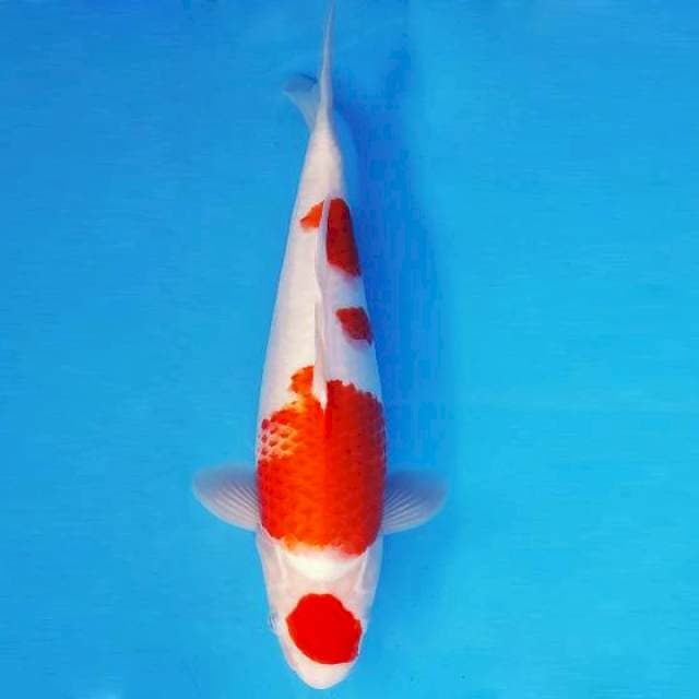 HATORI 15 - KANOKO OHAKU ®