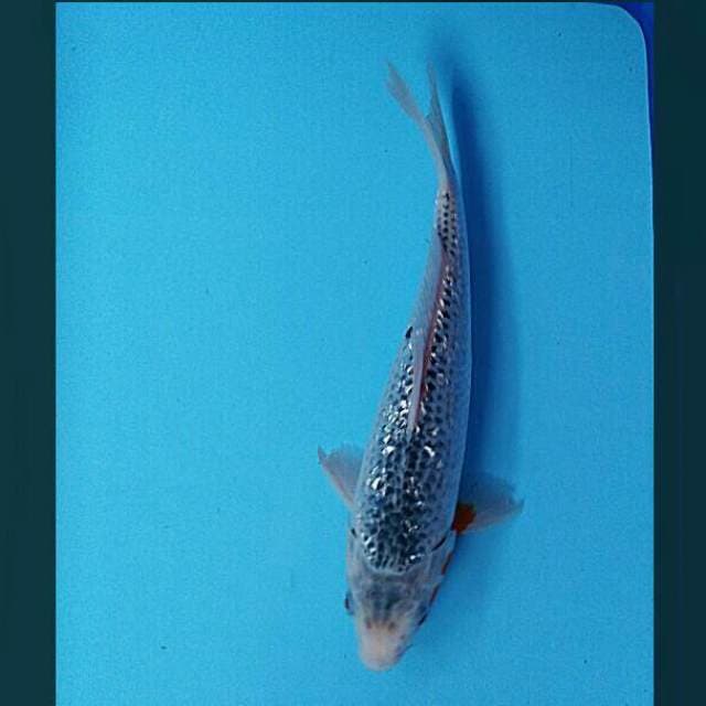 Asagi ginrin 29cm