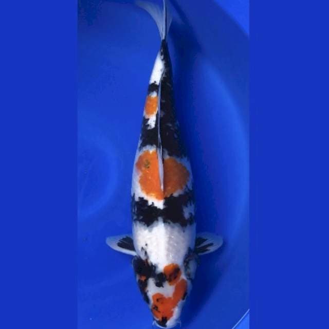 Showa Shansoku