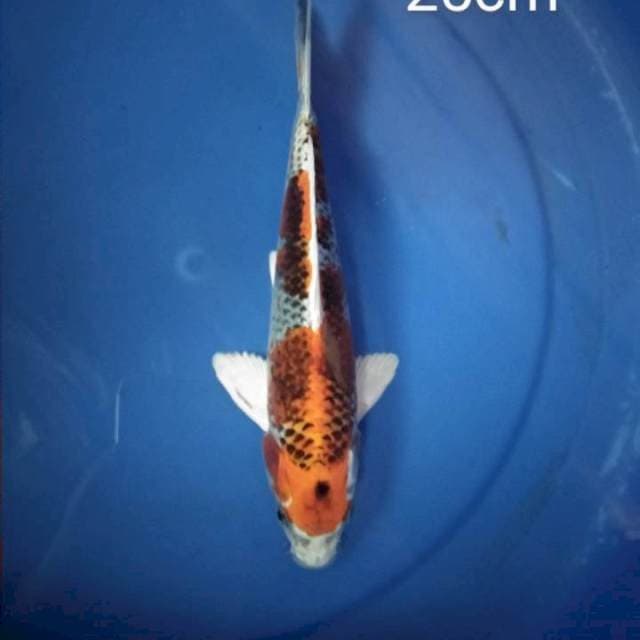 Kujaku 25cm