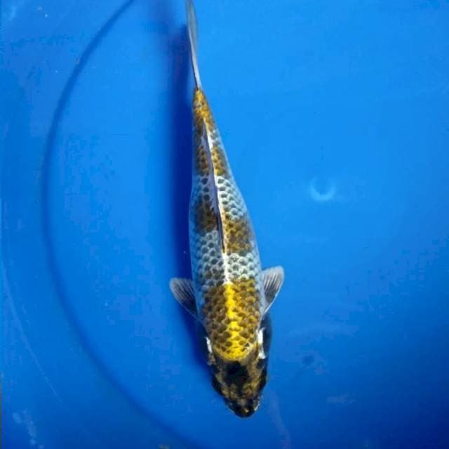 Kin Kujaku 3step 25cm
