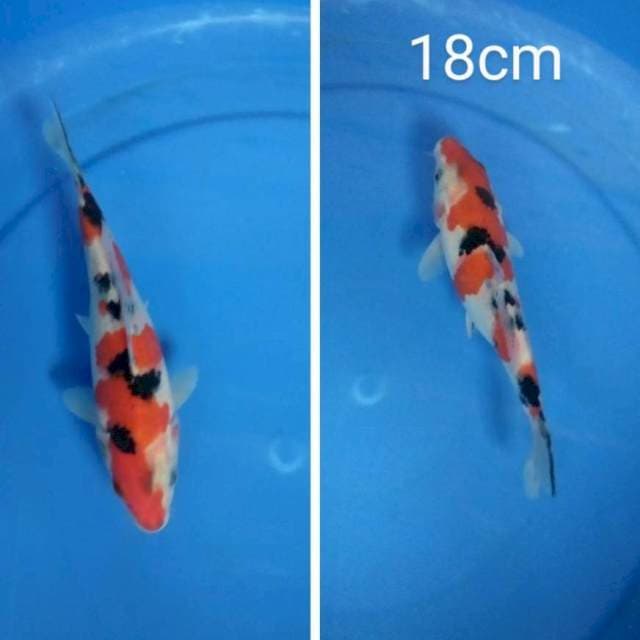 sanke 18cm