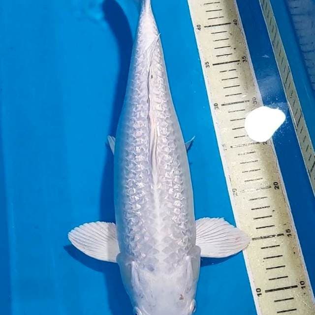 PLATINUM FULL GINDRIN 41 CM F1
