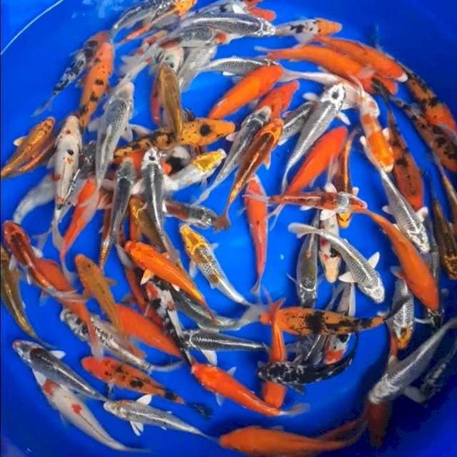 Paket lengkap 135ekor