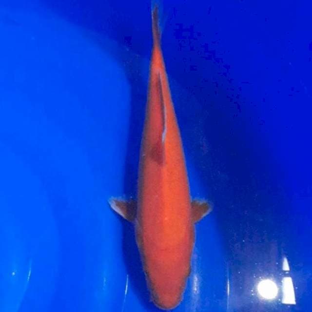 Benigoi 28cm