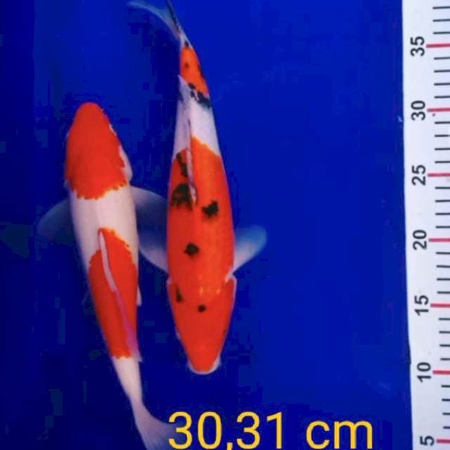 Mix kohaku sanke