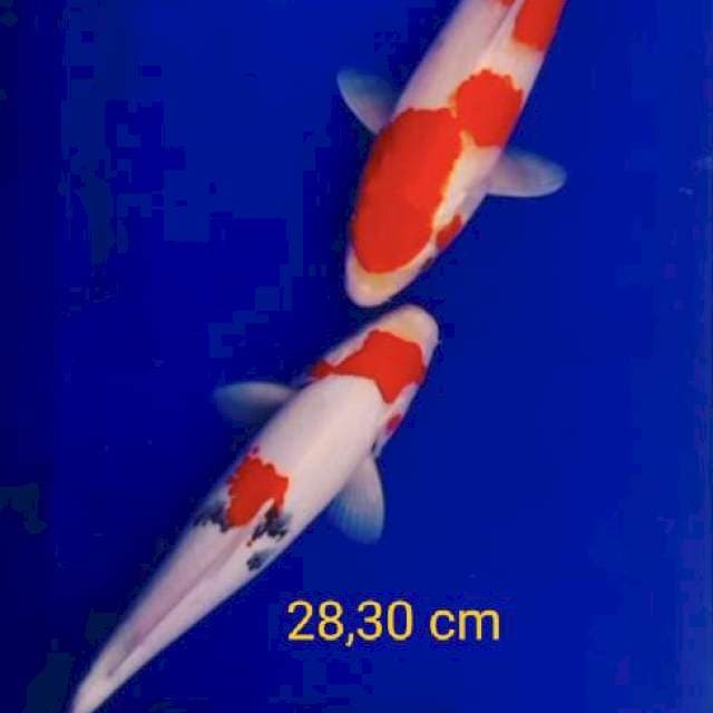 Mix kohaku sanke