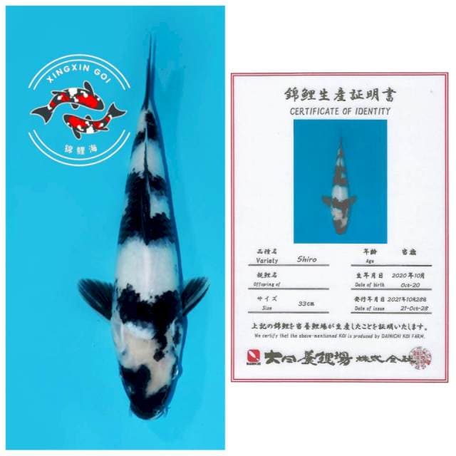ICHIMATSU SHIRO DAINICHI 33cm
