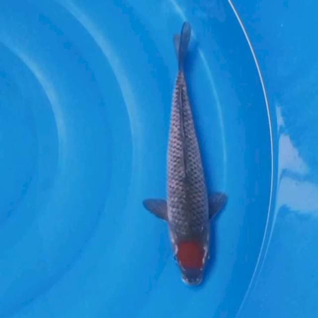 Tancho ochiba oryginal . 31cm