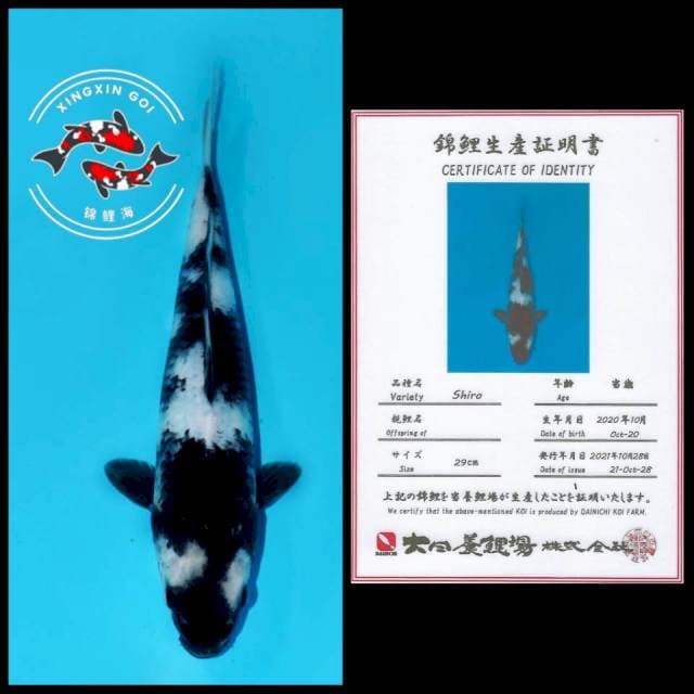 SPIDER SHIRO DAINICHI 29CM