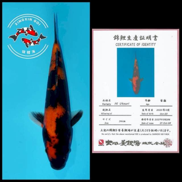 HIU DAINICHI 34CM