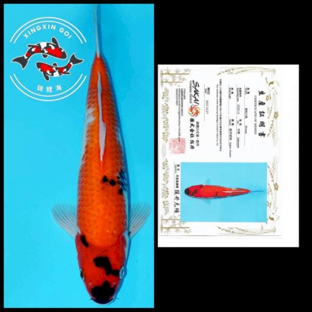 CALON JUMBO SHOWA SAKAI 38CM MALE