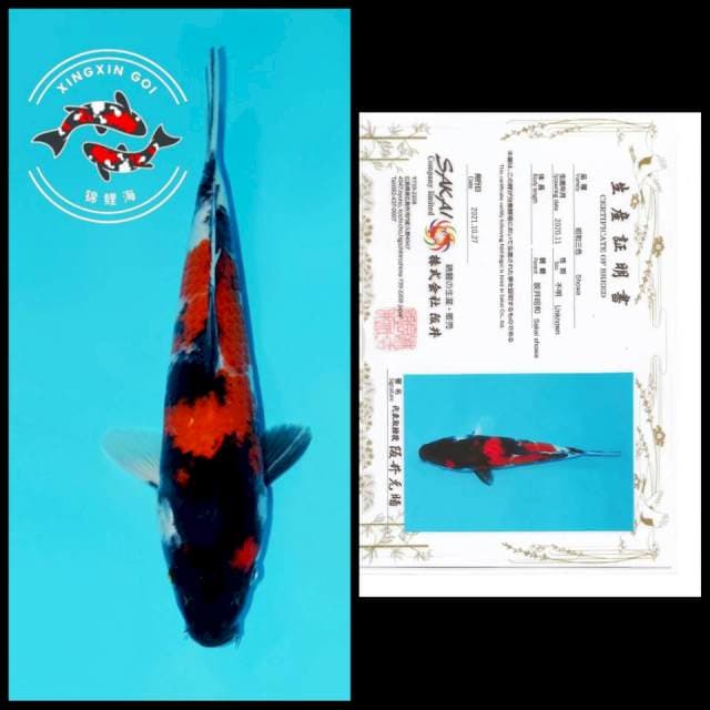 SHOWA SAKAI 29cm
