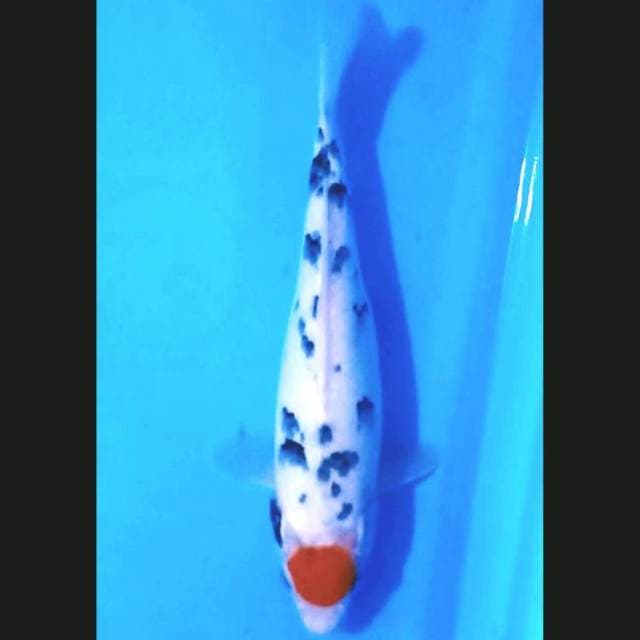 Tancho sanke sq 31cm...joss