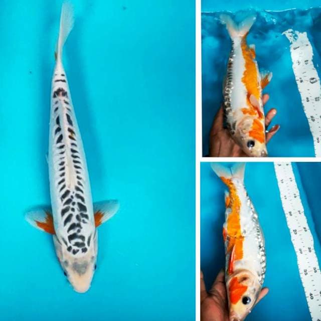 Hana shusui 33cm