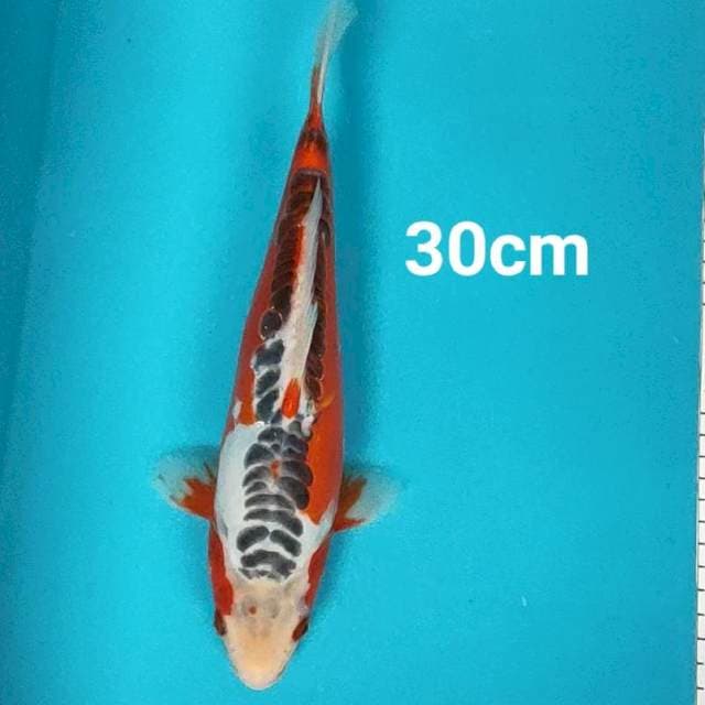 Hana shusui strong 30cm